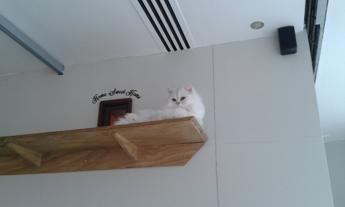 andrewacton72's tweet image. A few furry friends this weekend at @CatCafeManc the Northern Quarter, Manchester.