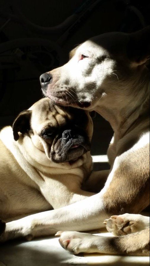 juliantrujillod's tweet photo. Niño y Alana, los abandonarias? #AMOMIPITBULL https://t.co/sOl9byUZn1