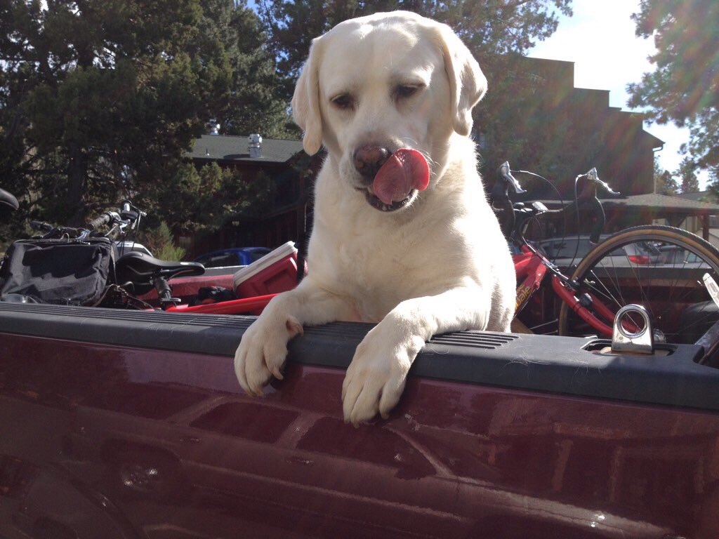 Good Sunday morning friends! 🍩☕️🚗🛵🚲here's hoping each road you take today leads you to a wonderful new adventure! 💞💫❤🐾#SundayFunday