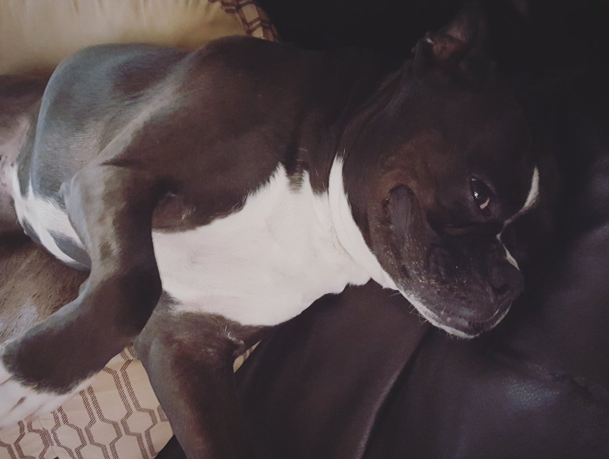 CaptainBetty's tweet photo. Half in, half out. #stupiddog #bostonboxer https://t.co/CqJS2gFfZG