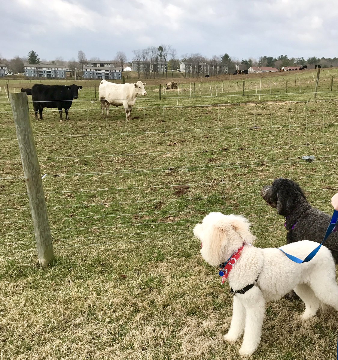 VTSandsman's tweet photo. Our urban grandoodles' first encounter with their curious bovine pepper &amp; salt country cousins #landgrantheaven https://t.co/wu0qFrPBgP