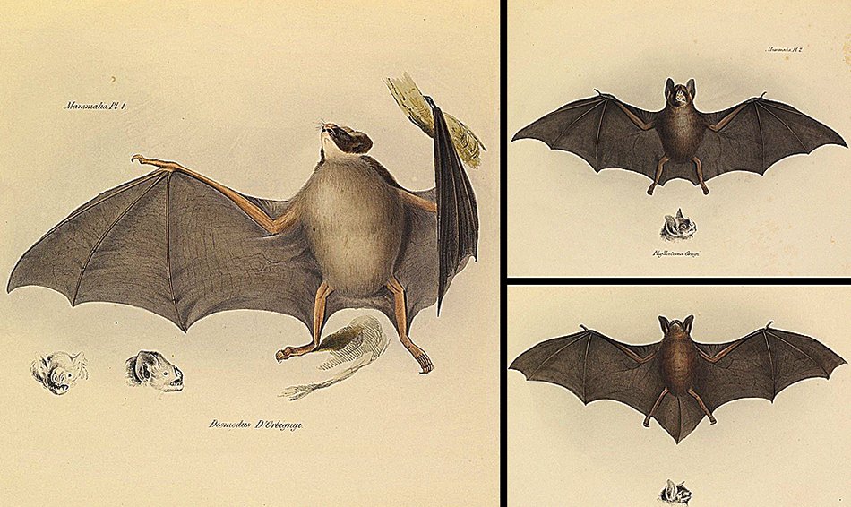 ScienceArtBlog's tweet image. RT @_BCT_

In celebration of #DarwinDay here are some wonderful #bat illustrations from "The zoology of the voyage of H.M.S. Beagle" (1838)