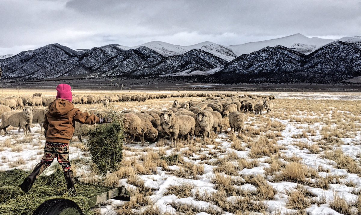 J12Ranch's tweet photo. #youngfarmersandranchers #sheepranchersusa #ranchlife #utahfarmbureau #lambelevated #merino #eatlambwearwool #americansheepindustry https://t.co/i17o0K2vOE