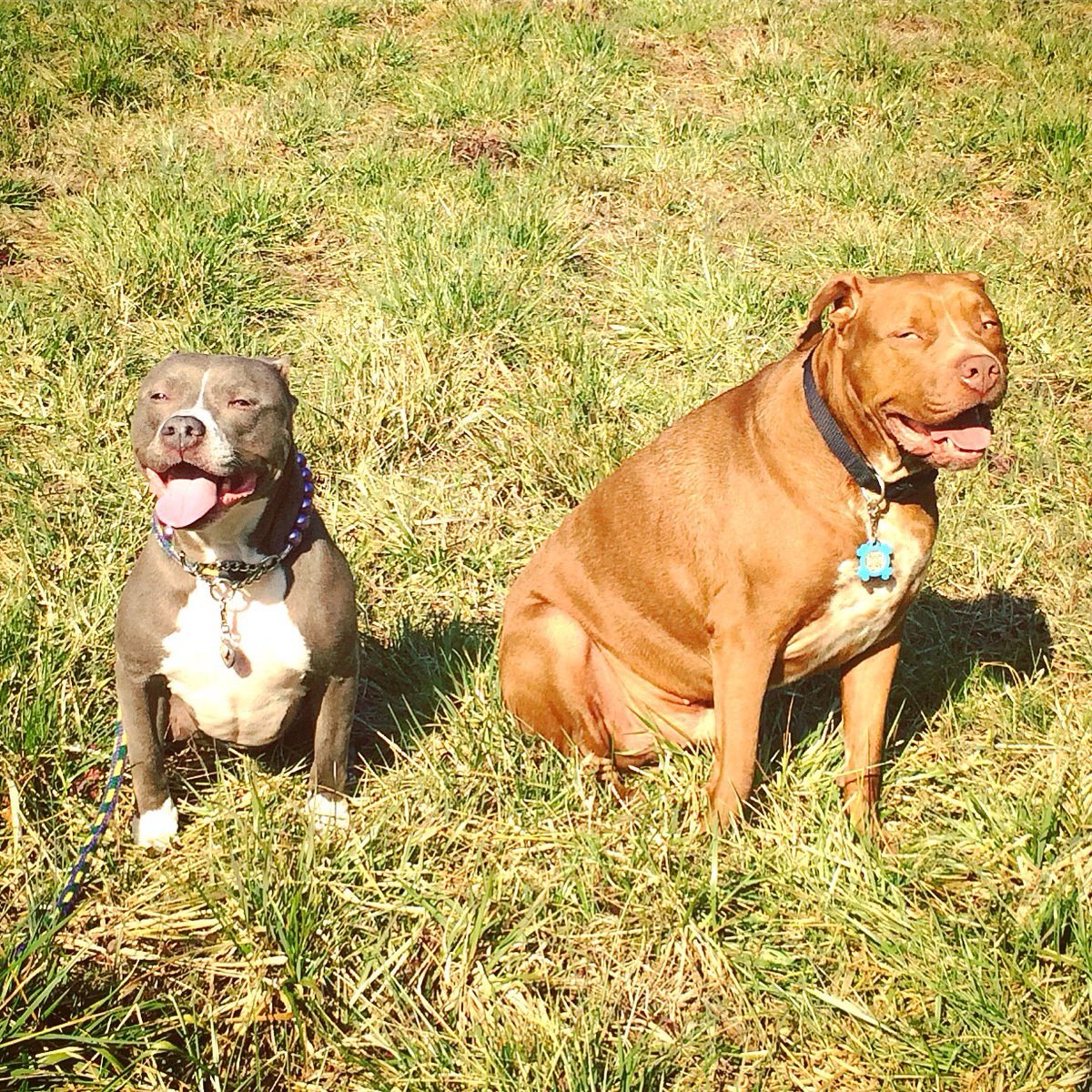 steph82273's tweet photo. First adventurous walk since December! Pandora enjoyed every minute of it! #pibbles #cclsurgery #endBSL #enddogfighting #happiness https://t.co/8Z8cEGcusO