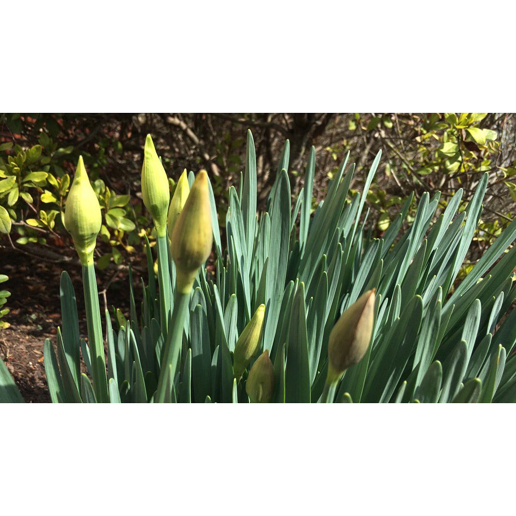 dogwoodarts's tweet photo. Signs of #spring. #naturalbeauty https://t.co/4eS7VPJbTs