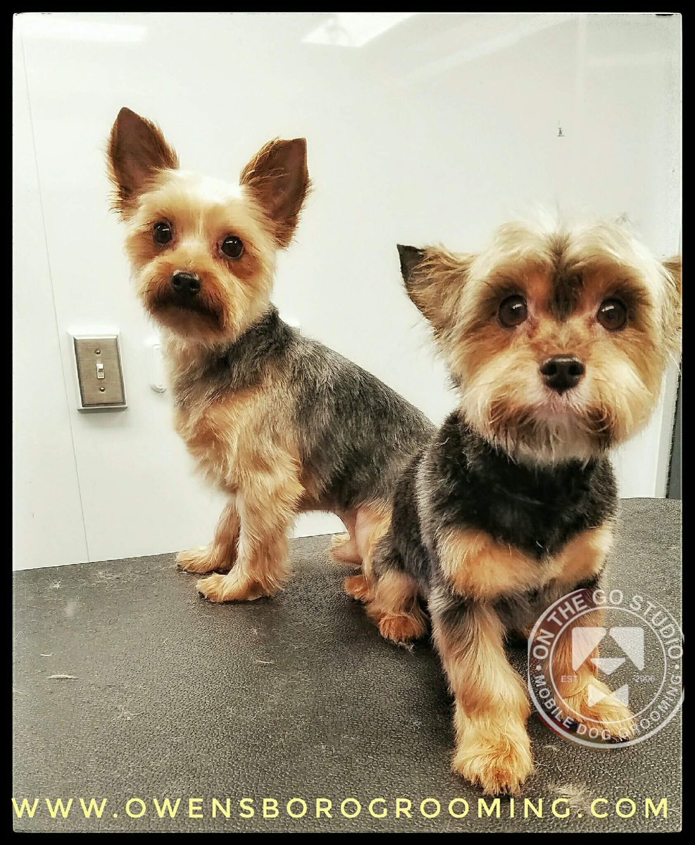 #yorkiedays promotion is ending soon! Call by February 28 to set up your appt and take advantage of $5 off!! 270-570-1033
#weloveyorkies
