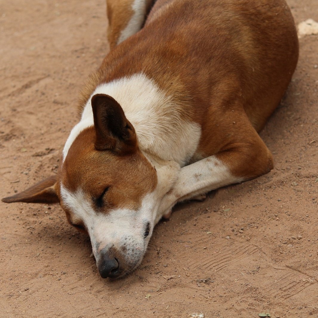 siriluthappa's tweet photo. That innocent face makes me love them much more than I ever did !! Homeless yet happy #DogLover #homelesslives https://t.co/z473jF86DJ