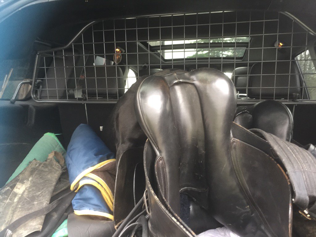 AlsoCalledSweep's tweet photo. Spot the black Labrador. My mate Jasper trying to stow away when @HorseBuyer was going riding https://t.co/70anF9ok85