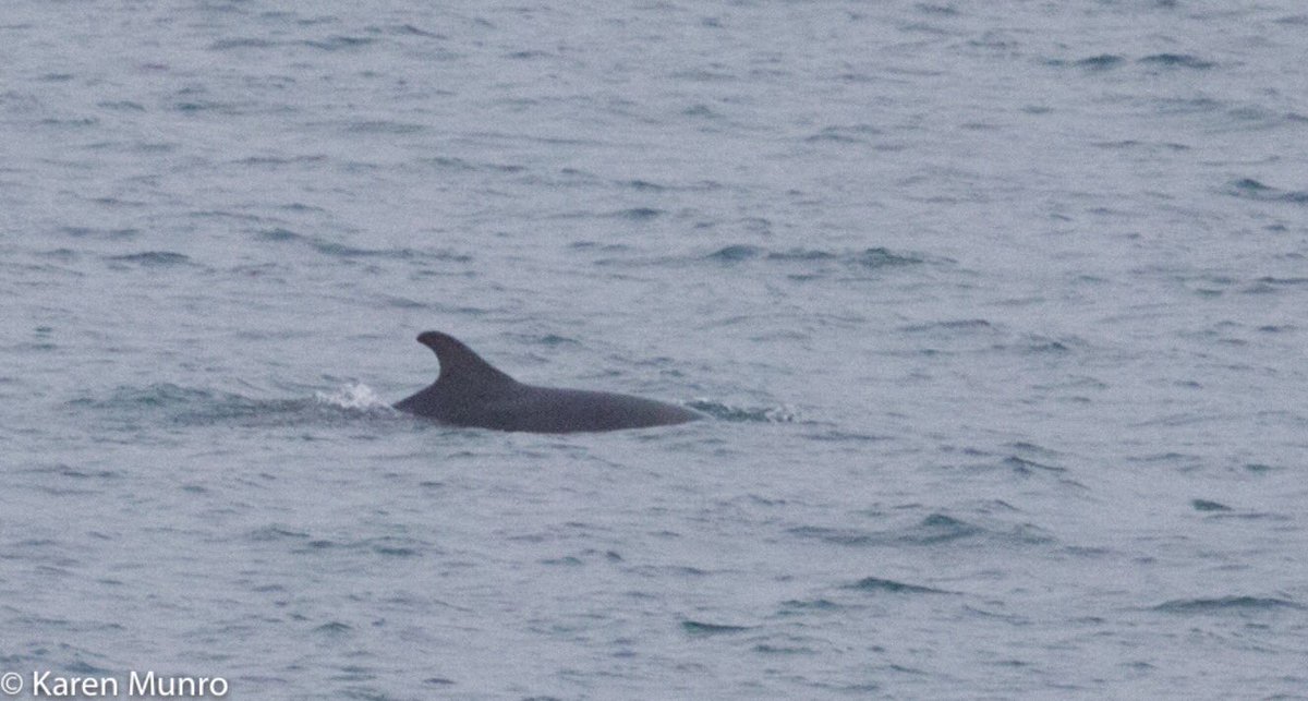 kasmunro's tweet photo. 1st ever Bottlenose dolphins seen from our house toaday at #Scrabster 😍 🐬 &amp; 9th cetacean species I have recorded from home 😊 https://t.co/aZScvwOmnU