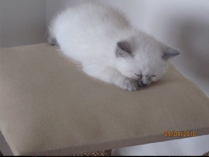 TheDailyKittens's tweet photo. Today's #Kitten come's from @MaverickYTT https://t.co/lFzim4no7o
