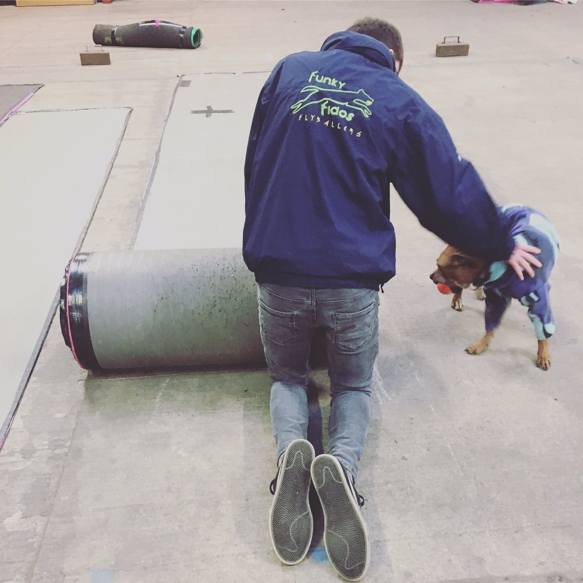 FunkyFidos's tweet photo. Superb day for funkies at Newark. #expecttheunexpected #indoorflyball #wearefunkies https://t.co/NYDZdeYadE