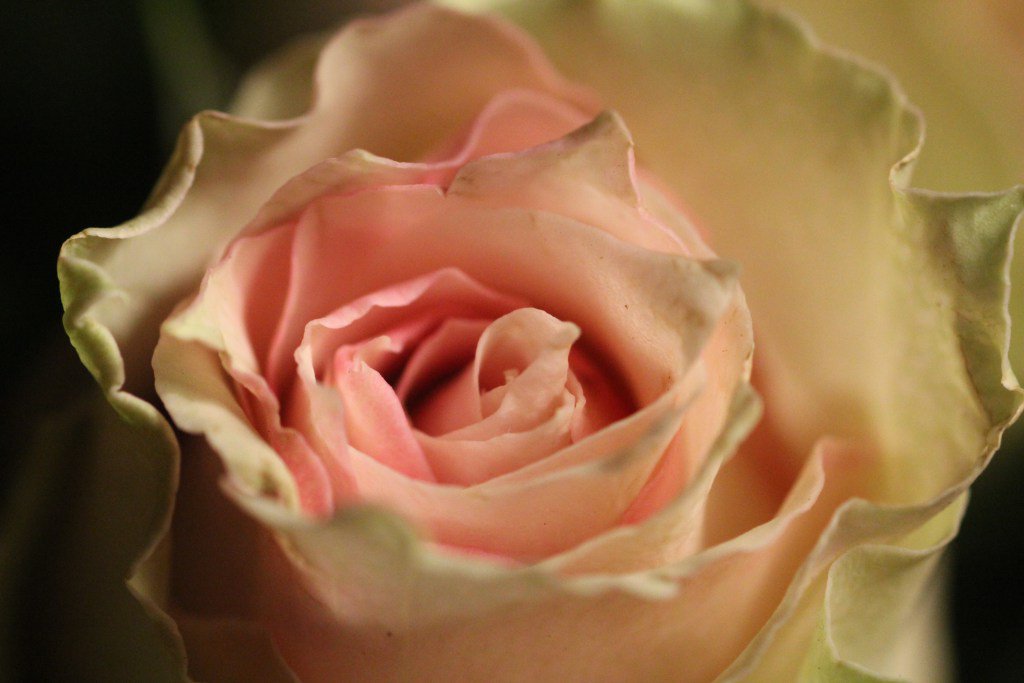 RBiddles's tweet image. My Buddhist Job Hunt katherinebluebell.wordpress.com/2017/02/12/my-…