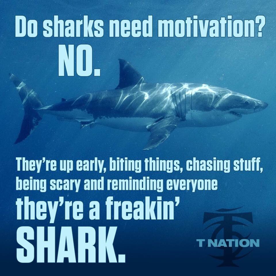 CoachAlanBishop's tweet photo. Be a shark https://t.co/vqJSxcflYs