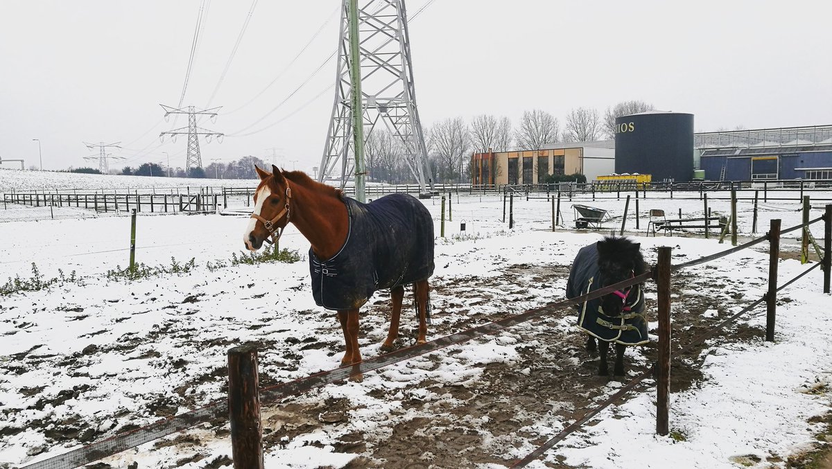 MichellevdPlas9's tweet photo. Liefste kinders❤ #horses #animals #mypeaces #mycalmness https://t.co/VwvuhtfMu7