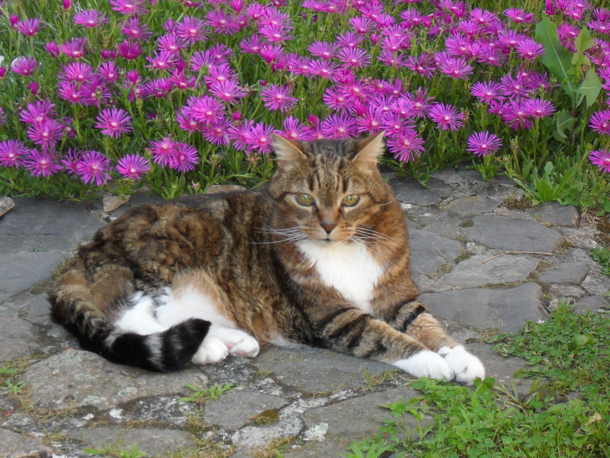 <a href="/Didinette02/">Didine02</a> 
💗💗💗 TITUS (25.07.1998 - 11.01.2017)💗💗💗
💗💗 Elle a été trop belle ta vie de chat 💗💗
💗💗 Tu resteras toujours dans mon coeur 💗💗