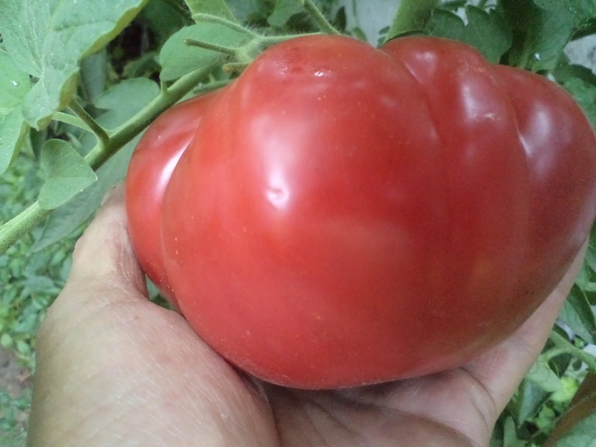memoriacampesin's tweet photo. #Barbastro en #España logró en 10 años pasar de producir unos pocos kgs. a 2 mill de ton. y ser referente en #Euoropa del #TomateRosado https://t.co/UGtSaMVykE