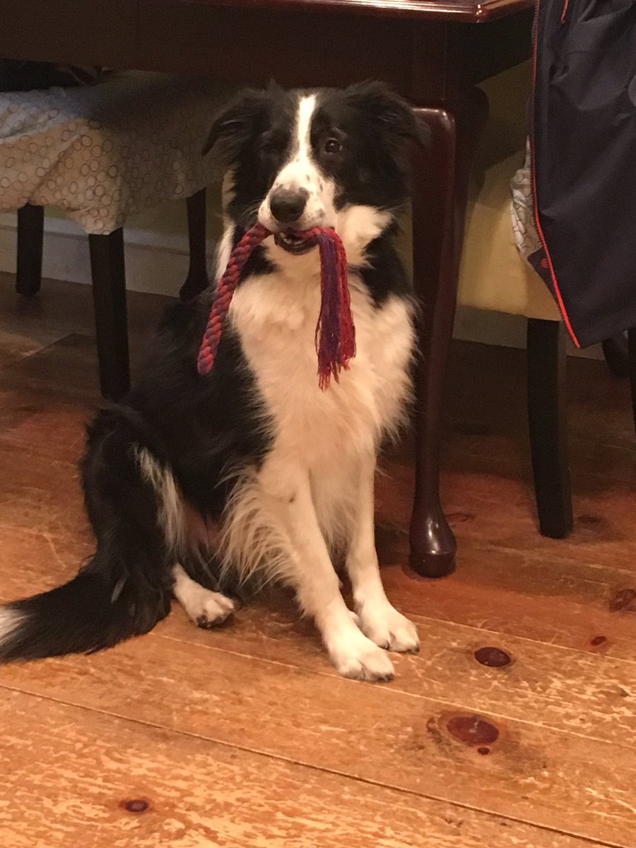 PaysonDog's tweet photo. I'm not trying to start a ruckus. Just a game of toss! https://t.co/jTOI1mwRcu