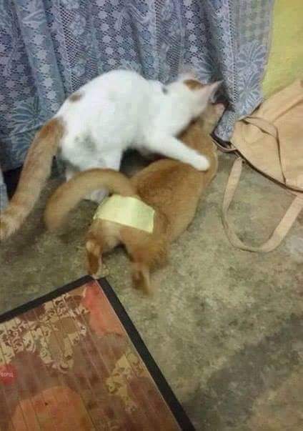 auroraledenica's tweet image. Bolje spriječiti nego liječiti #veljača