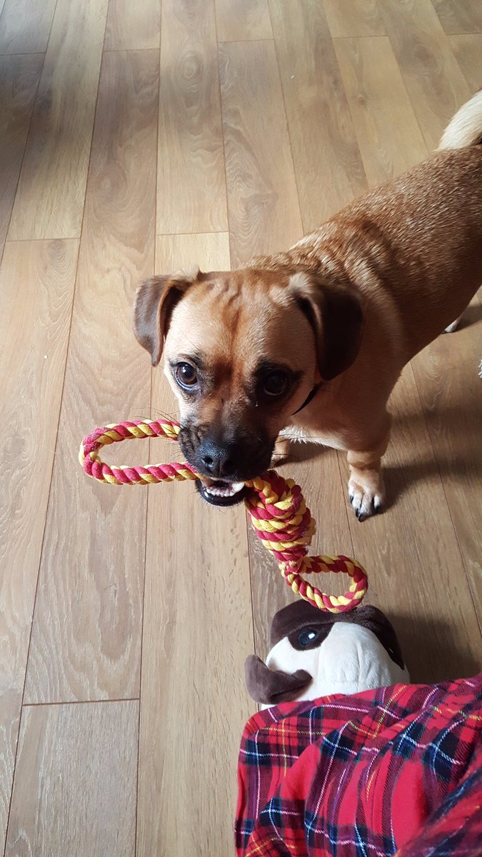 DogueUk's tweet photo. Thinking of #movinghouse? Just  dog it!! https://t.co/txUDqECtu6
#adogslife #dogtips #jugdog #dogueuk https://t.co/rcifIrEqfO