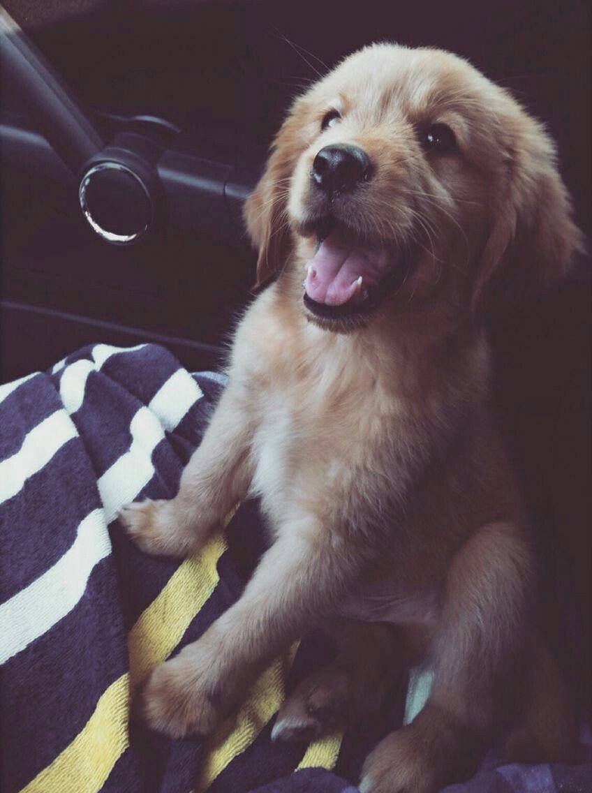 ModcrnMagic's tweet image. After hearing about what happened to @ATrcphyScn— the witch showed up at his door with a little pup in her arms