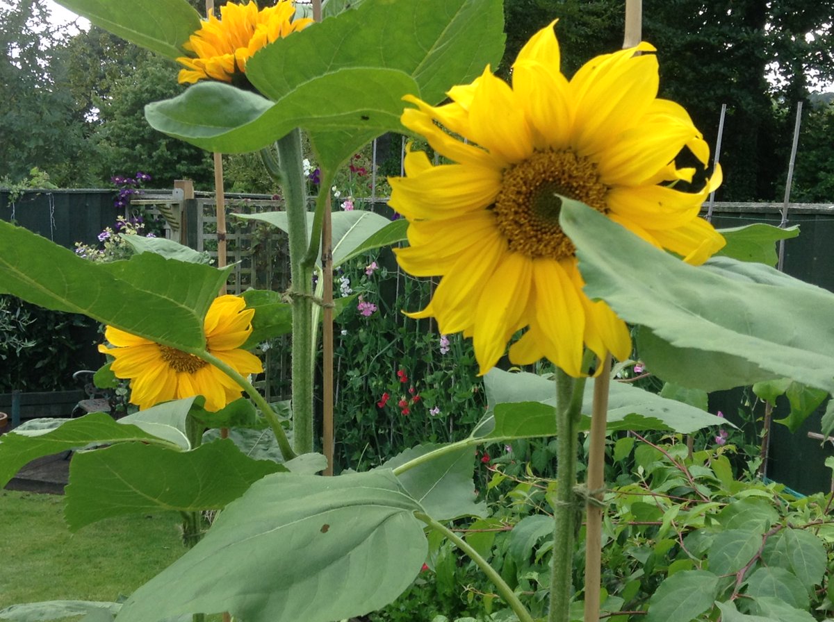 GiftsYouGrow's tweet photo. The sunflower challenge kit is a great #gift to give for #Easter https://t.co/5b5pQqB8Za #dothingstogether #gardening