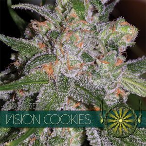 New post (Vision Cookies) has been published on Vision Seeds - visionseeds.nl/product/vision…