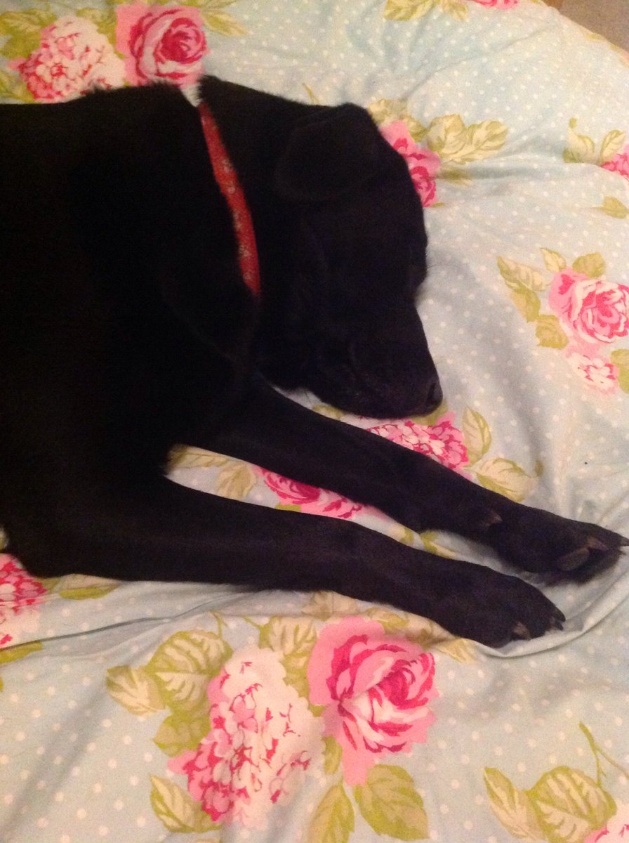 rubys_rambles's tweet photo. Snoozling on the big bed! Tired girl after my run about with my boxer dog mate Dolly. #ItsOhSoQuiet https://t.co/427NeFIQNU