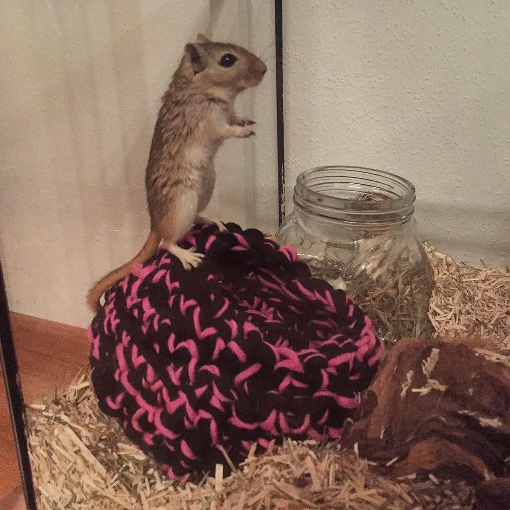 kahandra's tweet photo. I iz so big, now I can break out 💪🏼🐭 #gerbil #gerbils #instagerbil #pet #pets #pets_of_ins… https://t.co/5yWzqK3aTe https://t.co/QSGkyBMkZq