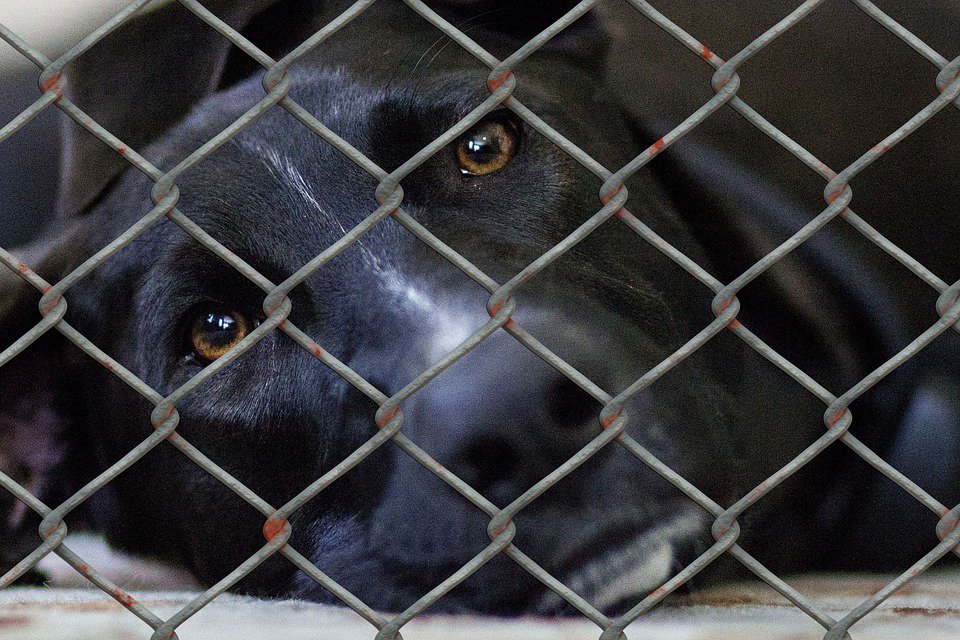 madrid_vegano's tweet photo. El 10 de febrero entró en vigor la nueva Ley de Protección de Animales de Compañía de la CAM ➡️https://t.co/xUoYr4g59y #noticia #Madrid https://t.co/lbFdea76AQ
