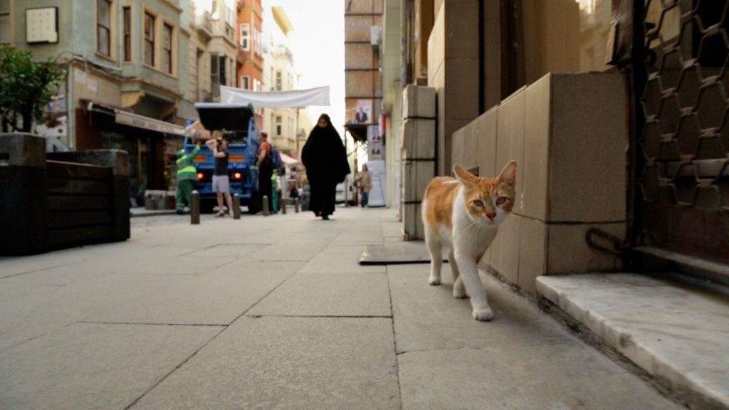 CultureTrip's tweet photo. Why the movie 'Kedi' is cool for cats and humans, too https://t.co/tIge84PjOx https://t.co/JYEpKic3kE