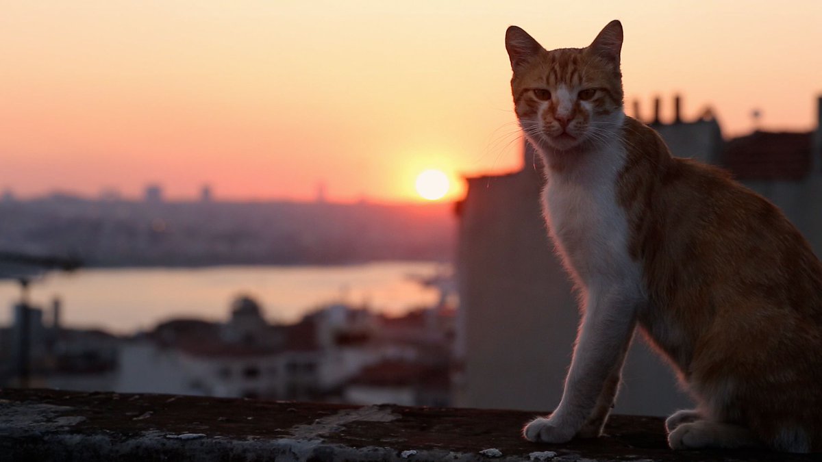 CultureTrip's tweet photo. Why the movie 'Kedi' is cool for cats and humans, too https://t.co/tIge84PjOx https://t.co/JYEpKic3kE