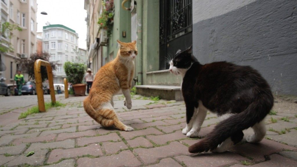 CultureTrip's tweet photo. Why the movie 'Kedi' is cool for cats and humans, too https://t.co/tIge84PjOx https://t.co/JYEpKic3kE