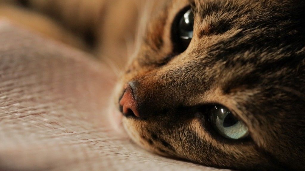 CultureTrip's tweet photo. Why the movie 'Kedi' is cool for cats and humans, too https://t.co/tIge84PjOx https://t.co/JYEpKic3kE