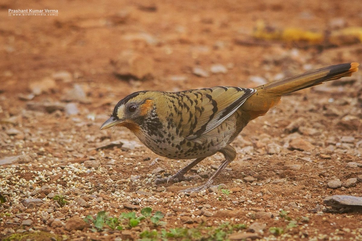 Rufous-chinned Laughingthrush (Garrulax rufogularis)
Sattal, Uttarakhand
Feb 2017
|| birdlifeindia.com ||