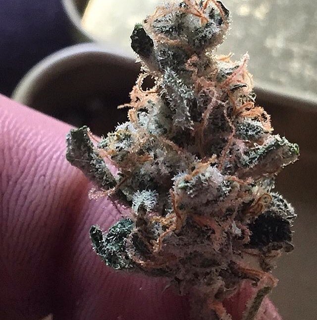Genofarmseeds's tweet photo. #thunderhazeauto by #genofarm https://t.co/46L6YetUQe