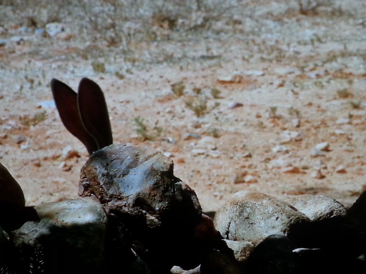 GuellichPhoto's tweet photo. Jackrabbit performance art going on in my front yard.. https://t.co/cV3g7PfXkm