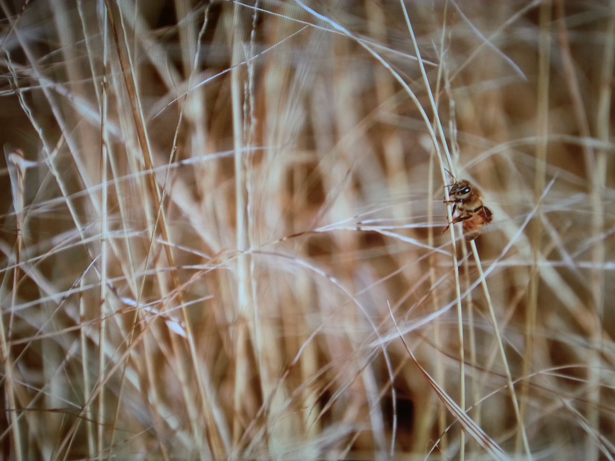 GuellichPhoto's tweet photo. ..and a bee in the long grass..
#pollinaters https://t.co/tQ9DfeLpfq