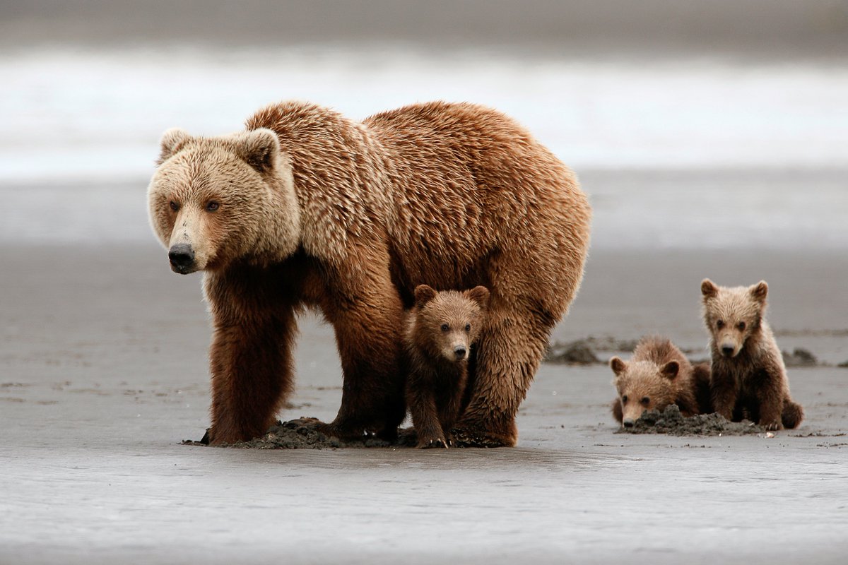 Malty the Bear reached its goal in 32 hours! We were so moved that we adopted a Bear from <a href="/Defenders/">Defenders of Wildlife</a> of Wildlife. kck.st/2kFIJOQ