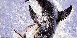 GonnaDive's tweet photo. 10 Shark Diving Tips via @divemag https://t.co/B2ZxOuPP7B
#Divingtip #scubadiving https://t.co/XRhG9X4gcd