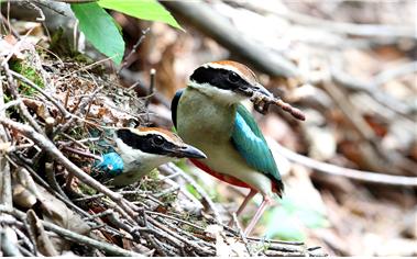 #성남시 #조류도감 표지 모델 선정 투표가 2. 24까지 온&amp;오프라인으로 진행 중입니다. 
 me2.do/xt1saqJy 
지난 주말 시청 스케이트장&amp;북카페 등에서 많은 분들의 관심, 보이시죠? 아직 못 하신 분들, 빨리 해주세요~