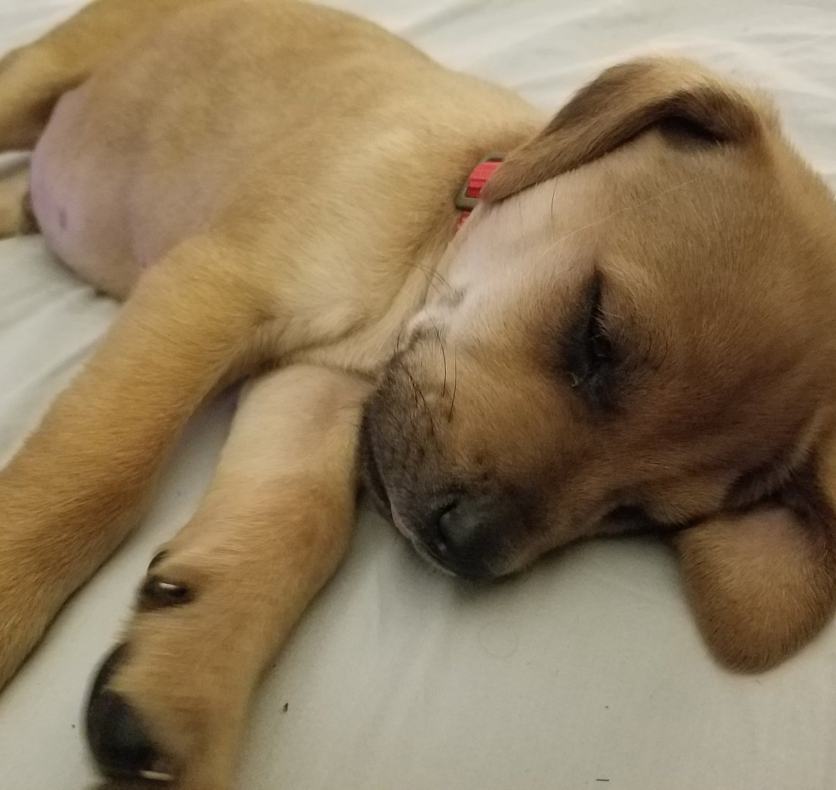 blountymcfly's tweet photo. @jen_clarkkk @chancetherapper he's had a good day, 3 Grammy's and a pup named after him! #chancetheyapper #chancethenapper https://t.co/OdchYrRQH4