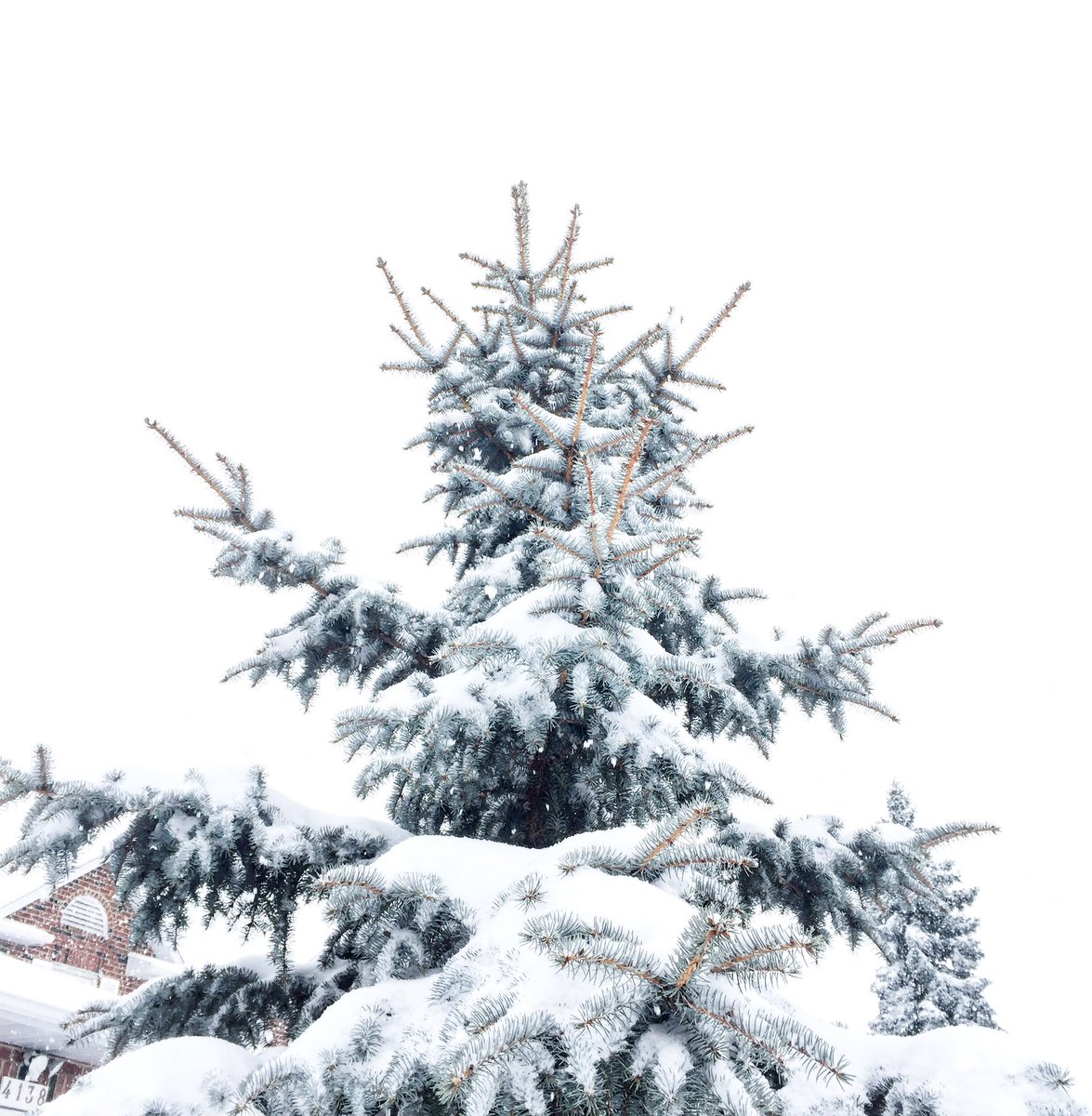 AteMara's tweet photo. Okkk, fineeeee.
I guess it is pretty.
#SnowTO #viewfrominside
❄️☃️🌨⛄️❄️ https://t.co/AnGoNb62x6