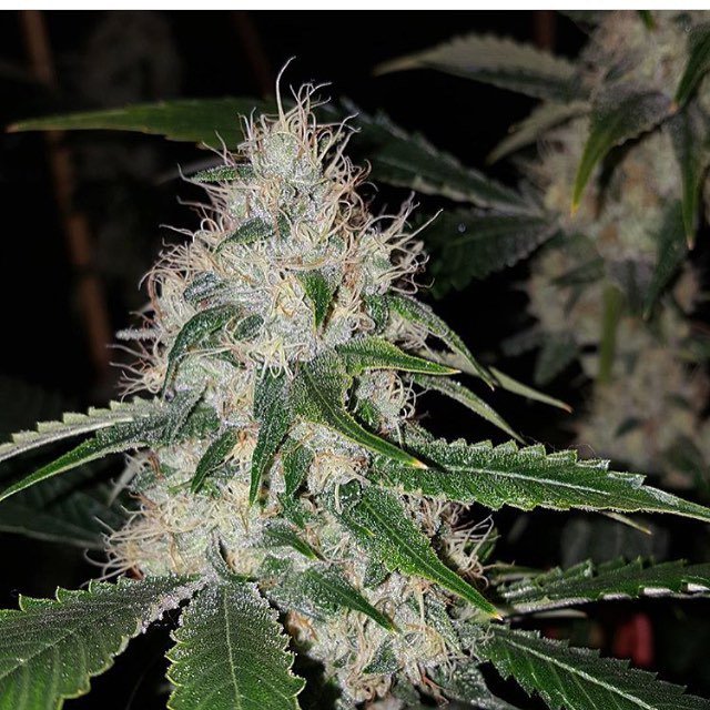 loompafarms's tweet photo. #YetiOG selected grown and photographed by @power_og Looking excellent as always brother. https://t.co/1iiUCfNszj https://t.co/wAxQ8dZ2HV