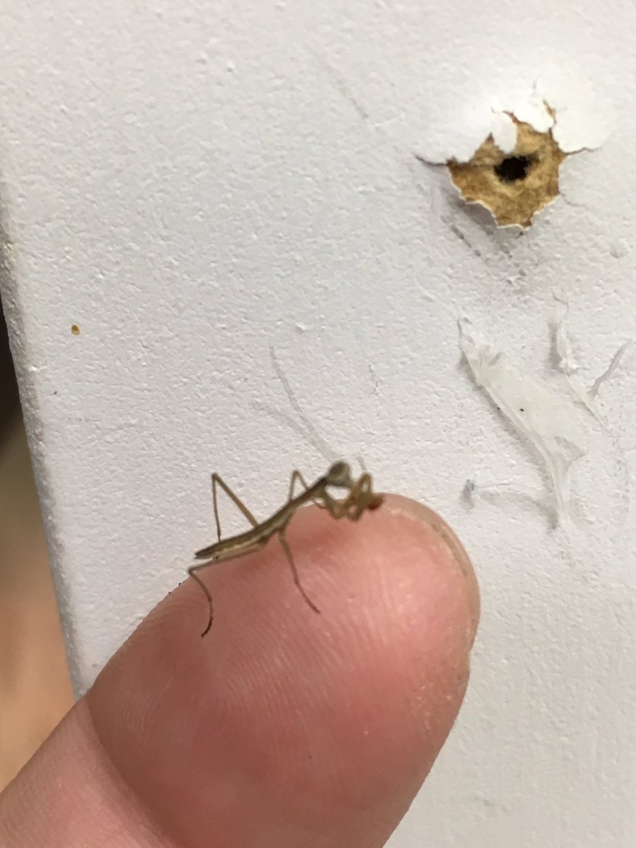 joker_swild's tweet image. So one of the feeder fruit flies escaped, only to have a run in with a fellow escapee...