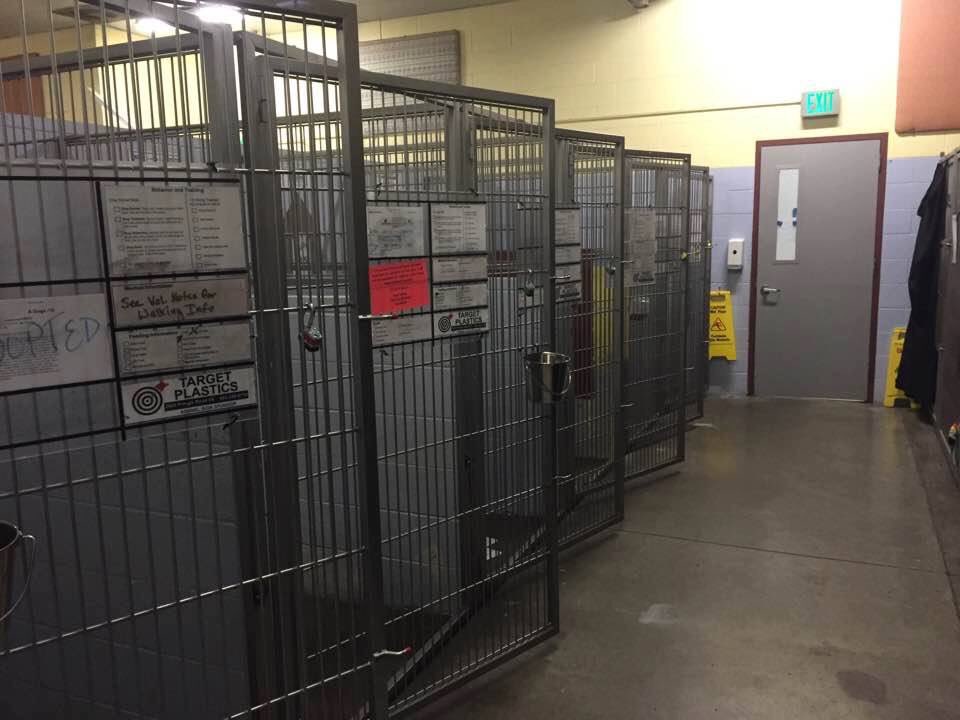 Ianadelnae's tweet photo. A donor in Salem paid the adoption fees for all the animals at the humane society &amp; I'm happy to say every single animal has been adopted❤ https://t.co/Q2tgGEGi8N