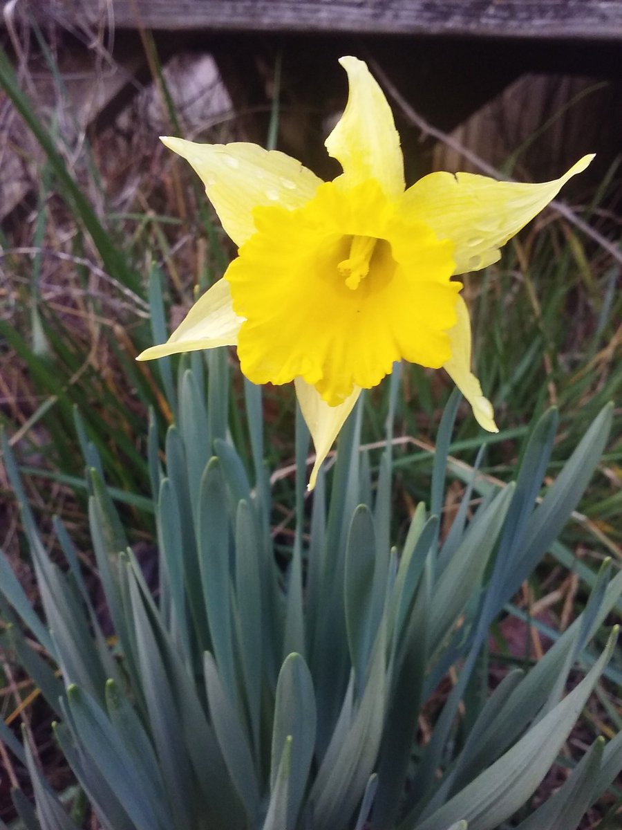 MiltyTheMiltMan's tweet photo. @simpsonwhnt We got a whole bouquet this year! (Tuscumbia) https://t.co/Qip4M1PSeS