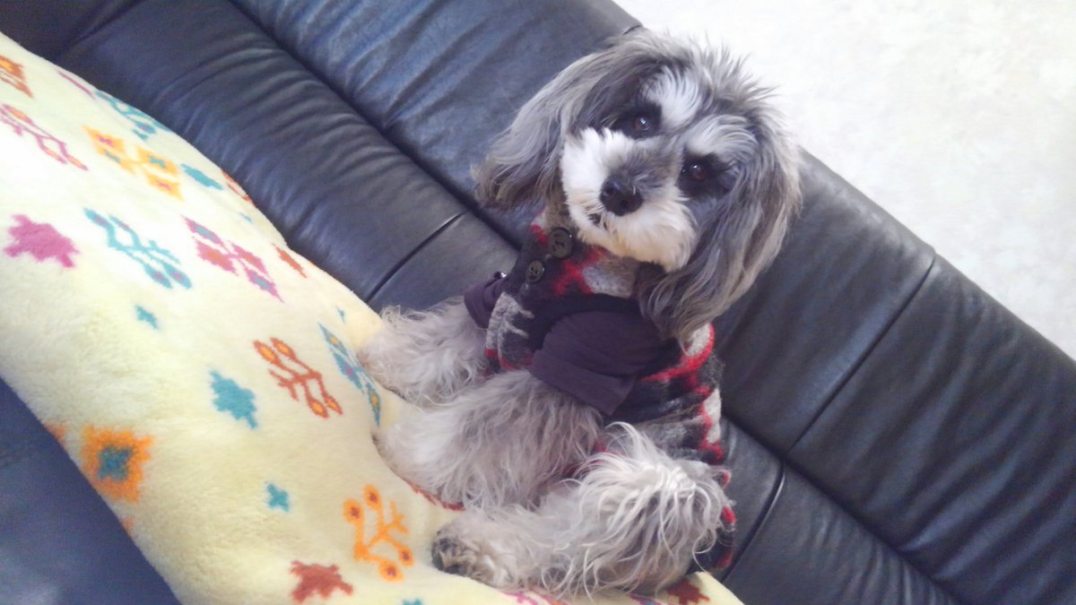 レグノ Ayanon 朝から 芦田愛菜ちゃんの 超名門私立合格 のニュース繰り返しやってるけど 愛菜ちゃんとうちのレグちゃん お誕生日が一緒だった 愛菜ちゃんといやー マルマルモリモリのムック ミニチュアシュナウザー 近しく感じた今朝