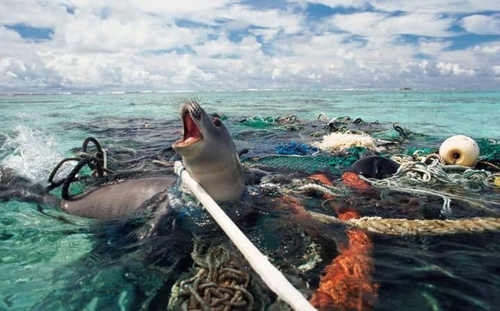 LC_Plastics's tweet photo. Our oceans and marine life are in danger! What can new technology do?@PlasticOceans @recyclingtechnologies https://t.co/dYS53PDV9U https://t.co/oo9IQhAkpV
