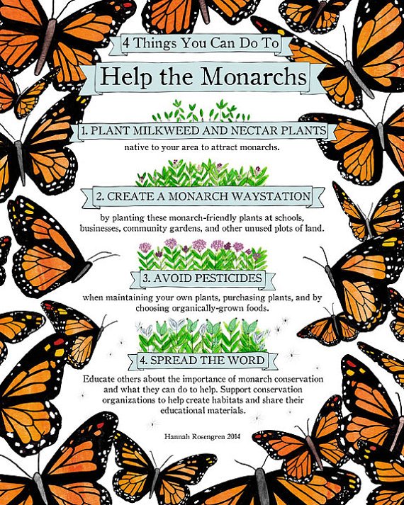 MortarPestleUSA's tweet photo. 4 Things You Can Do To Help the Monarchs  https://t.co/ugumpY2sbp via @Etsy https://t.co/uUbuDfHX38