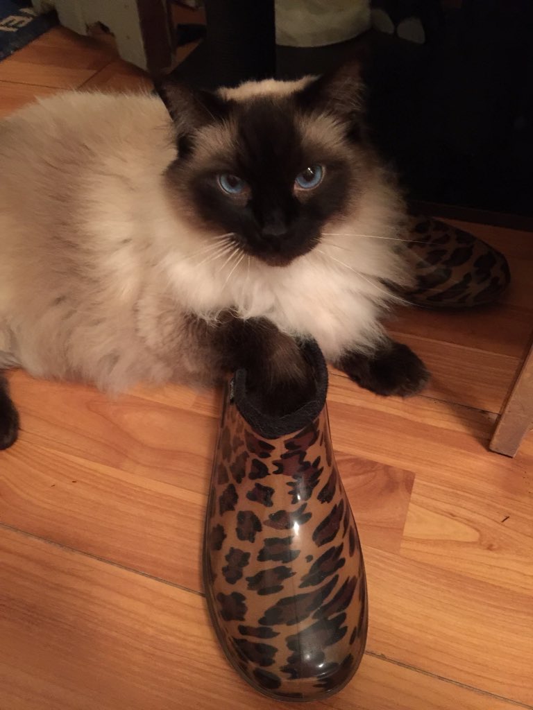 pet_minding1's tweet photo. My cat has a shoe fetish 😹 👠 😹 https://t.co/03Sx3vQWJ4